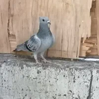 چند عدد کبوتر