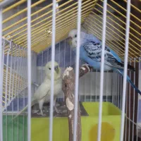 مرغ عشق|پرنده|کارون, |دیوار