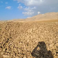 چغندر قند خوراک دام