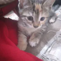 واگذاری رایگان|سگ|رشت, حمیدیان|دیوار