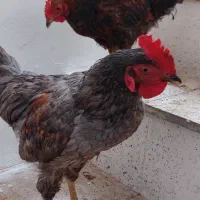 2 عدد خروس|حیوانات مزرعه|مشهد, نیزه|دیوار