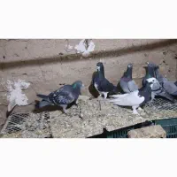 کبوتر دورگ|پرنده|ششده و قره بلاغ, |دیوار