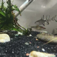 ۵تا ماهی آکواریوم گیاه خوار