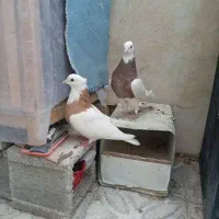 طوقی|پرنده|شیراز, فرودگاه شهید دستغیب شیراز|دیوار