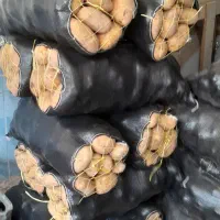 سیب زمینی حاضر بار