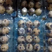 تخم بلدرچین نطفه دار