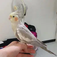 عروس هلندی خاص