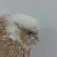 کبوتر ماده|پرنده|نجفآباد, یزدانشهر|دیوار