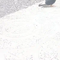 کبوتر پاپر سینم