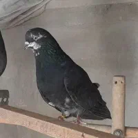 بچه کفتر دستی