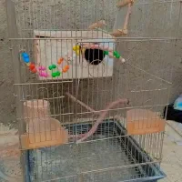 قفس بزرگ زیبا همراه لوازم