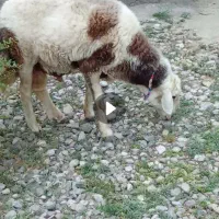 بره قوچ پلنگی