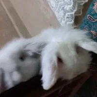 یه جفت خرگوش لوپ هلندی واکسن زده