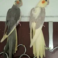 دو عدد عروس هلندی رام دوماهه