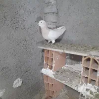 سلام به همه عشق بازان