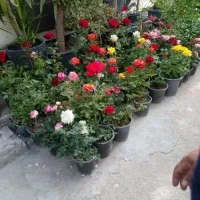 سم پاشی وباغبانی