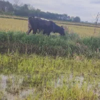 گاو|حیوانات مزرعه|گوراب زرمیخ, |دیوار