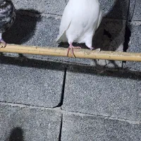 کبوتر نر پروازی|پرنده|املش, |دیوار