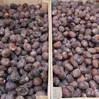 خرمای و رطب برهی درجه یک