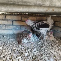 مرغ و خروس گلین لری جوان