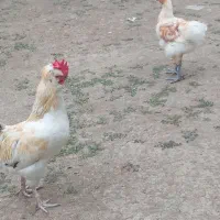 آماده برکت حیوانات سالم و سرحال|حیوانات مزرعه|رشت, حومه رشت|دیوار