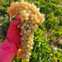 کشمش ارگانیک آفتابی|خوردنی و آشامیدنی|قرچک, زیبا شهر|دیوار