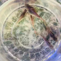 کوریدوراس برنز