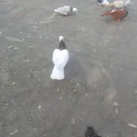 طوقی|پرنده|نیشابور, مازول|دیوار