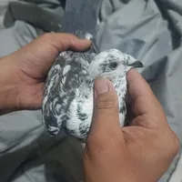 کفتر جوقی|پرنده|زابل, |دیوار