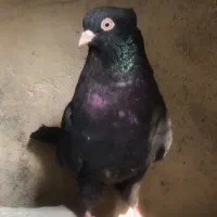 زاغ ماده واکسی