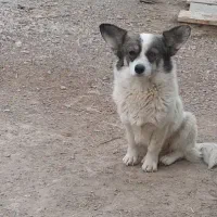 فروش سگ|سگ|اصفهان, اندوان|دیوار