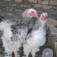 مرغ و خروس برهما