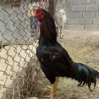 مرغ وخروس