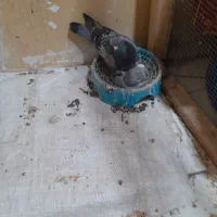 کوت عبدالله