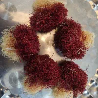 زعفران دسته دختر پیچ|خوردنی و آشامیدنی|مشهد, شهید بهشتی|دیوار