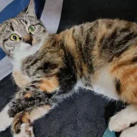 گربه پلنگی خانگی قیمت توافقی|گربه|بجنورد, |دیوار