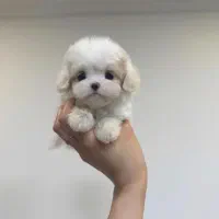 توله سگ پشمالو شیتزو مالتیز عروسکی سایز تیکاپ|سگ|مشهد, مصلی (کارمندان اول)|دیوار