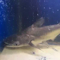 ماهی گوشت خوار