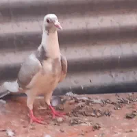 انواع کبوتر