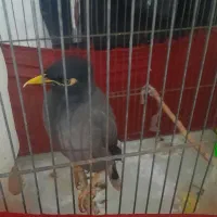مرغ مینا بالغ