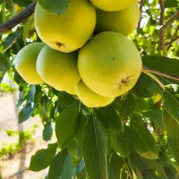 زمین کشاورزی|فروش دفتر صنعتی، کشاورزی، تجاری|سنندج, |دیوار