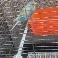 مرغ عشق نر|پرنده|قنوات, |دیوار