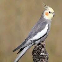 عروس هلندی نر
