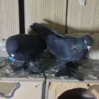 کبوتر قره|پرنده|صوفیان, |دیوار