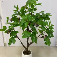 درخت انجیر تزیینی|گل مصنوعی|کیش, |دیوار
