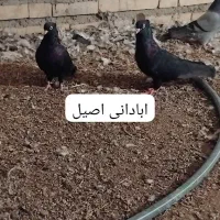 کفترپرشی ساعتی بلندگیر|پرنده|حمیدیه, |دیوار