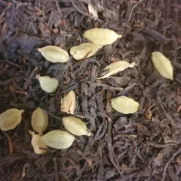 چای هل اعلا چای دانه مورچه هل اهلا|خوردنی و آشامیدنی|تهران, کرمان|دیوار
