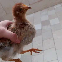 جوجه مرغ دوماهه