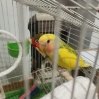 کوتوله برزیلی