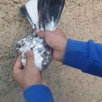 نر دسپر قوچی کاکلی